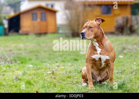 Il cane marrone di razza mista siede su un prato verde in un cortile, attento e vigile ritratto di animali all'aperto con spazio per copiare i temi dello stile di vita. Foto Stock