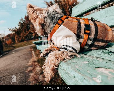 Il cane Yorkshire Terrier indossa una giacca appoggiata su una panchina del parco. Un grazioso cane da cane Yorkie, un lapdog, viene visto rilassarsi su una panchina di legno blu vintage in un parco, Foto Stock