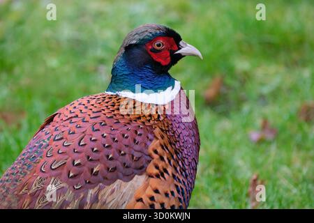 fagiano comune, fagiano con collo ad anello, fagiano con testa blu, ritratto di uccello maschile, vista laterale Foto Stock