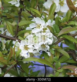 Quince ornamentale (Chaenomeles speciosa 'Nivalis'), Sassonia, Germania Foto Stock