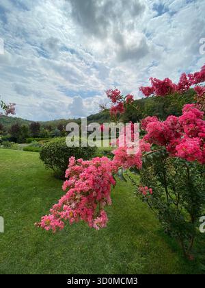 Natura pittoresca nella regione del Caucaso della Georgia, con vegetazione e un mirto di crape in fiore (Lagerstroemia indica). Foto Stock