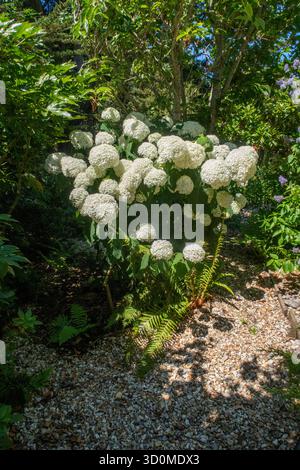 Hydrangea forte Annabelle, Hydrangea arborescens forte Annabelle in fiore che cresce lungo un sentiero di ghiaia nel Devon, Regno Unito Foto Stock