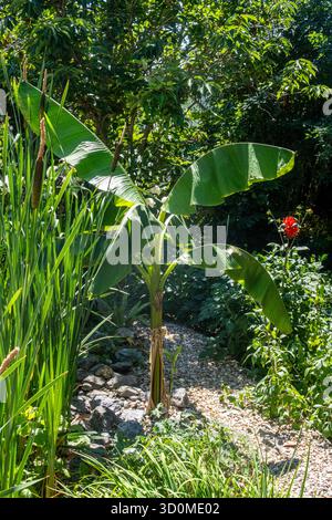 Banana Palm, Hardy Banana, Musa basjoo - Hardy Japanese Banana Plant Growing Beside a Gravel Path in Devon, Regno Unito Foto Stock