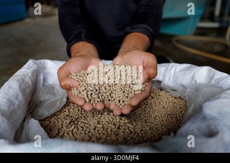 Pellet di alimento per pesci di qualità superiore in mano – Nutrition per acquacoltura Foto Stock