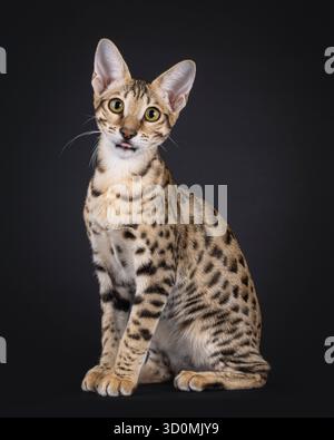 Giovane gatto di Savannah seduto lateralmente, mentre si attacca la lingua. Guardando direttamente alla fotocamera. Isolato su sfondo nero Foto Stock