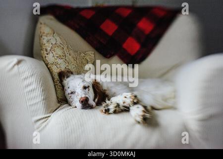 Cane bianco e marrone che dorme su una sedia imbottita Foto Stock