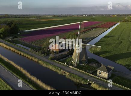 Veduta aerea di un mulino a vento annidato tra vibranti campi di tulipani, con canali che riflettono il cielo limpido, Lisse, Olanda meridionale, Paesi Bassi. Foto Stock