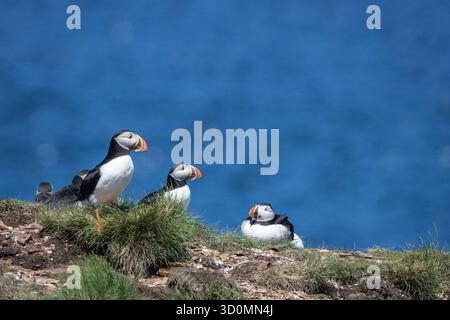 Gruppo di Puffins che riposano sulla scogliera che si affaccia sull'oceano Foto Stock