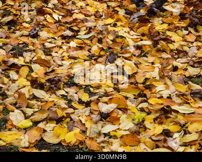 Tappeto testurizzato full frame con foglie d'autunno dorate Foto Stock