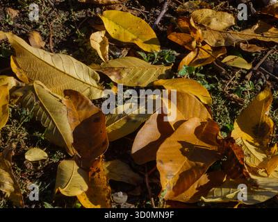 Foglie d'autunno dorate che coprono la luce del sole Foto Stock