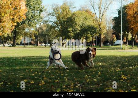 Due cani energici, un Border Collie e un pastore australiano, giocano con un anello di estrazione e corrono in un parco autunnale verde. Foto Stock