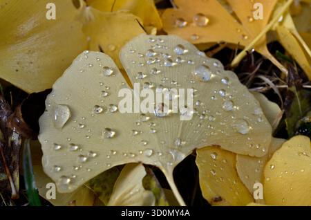 Bad Aibling, Germania. 24 ottobre 2025. Le goccioline d'acqua su una foglia di ginkgo riflettono la luce del sole. La tempesta "Joshua” sta avendo un impatto notevole sul clima dell'Europa centrale. La prima tempesta autunnale dell'anno spazzò le foglie dagli alberi della Baviera. Il ginkgo (o ginkgo biloba) è una specie arborea originaria della Cina che ora è piantata in tutto il mondo. Crediti: Uwe Lein/dpa/Alamy Live News Foto Stock