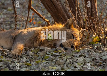 La vista di un leone dorme pacificamente tra le foglie cadute, bagnata dal caldo bagliore del sole che tramonta, il Mana Pools National Park, il Mashonaland West Pro Foto Stock