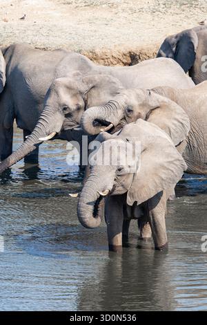 Vista degli elefanti che bevono dall'acqua fresca e increspata di un pozzo d'acqua in una giornata di sole, il Parco Nazionale di Hwange, la Provincia settentrionale di Matabeleland, Foto Stock