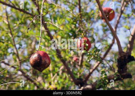 Un'immagine vibrante che mostra melograni freschi appesi su un ramo d'albero, simboleggia l'agricoltura biologica e la sana alimentazione. Le melograne rosse, mature e. Foto Stock