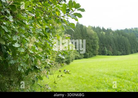 Clematis vitalba selvaggia in fiore nelle Alpi, fiori bianchi Foto Stock