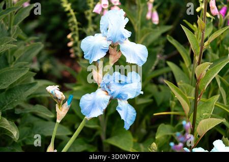 Fiore di Iris blu, noto anche come Iris siberiano o Iris bandiera, in piena fioritura. Vista ravvicinata che mette in risalto i petali delicati e la bellezza naturale. Foto Stock