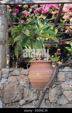 Un'incantevole pentola di terracotta piena di foglie verdi lussureggianti è splendidamente adagiata su un vibrante sfondo floreale Foto Stock