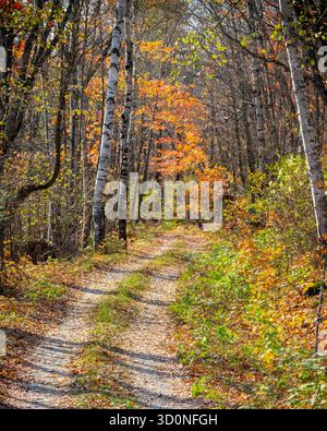 Colori autunnali lungo Bogus Lake Road, Superior National Forest, East Cook, Minnesota. Foto Stock