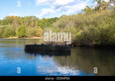 Anatre che dormono su una barca capovolta, Hollow Ponds, Epping Forest, Londra Regno Unito. Foto Stock