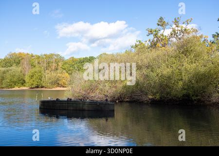 Anatre che dormono su una barca capovolta, Hollow Ponds, Epping Forest, Londra Regno Unito. Foto Stock