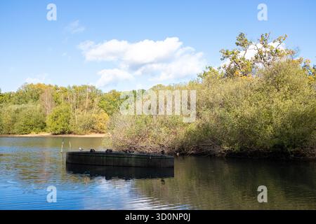 Anatre che dormono su una barca capovolta, Hollow Ponds, Epping Forest, Londra Regno Unito. Foto Stock