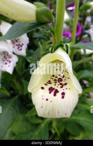 Single White/Purple Digitalis Purpurea "Dalmatian White" (Foxglove) Fiore in mostra presso RHS Garden Harlow Carr, Harrogate, Yorkshire, Inghilterra, Regno Unito Foto Stock
