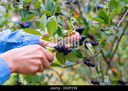 Primo piano con le forbici che raccolgono le bacche di aronia matura (bacche di cioccolato nero) dal cespuglio nel giardino autunnale. Frutta biologica, cibo sano, naturale, agricoltura, fonte di vitamina. Foto Stock