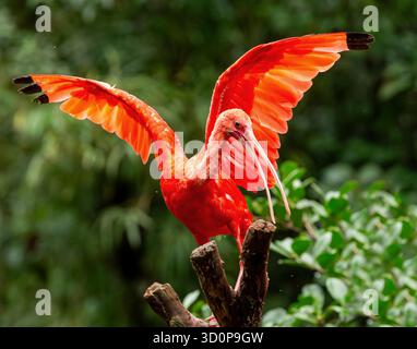 Scarlet ibis, talvolta chiamato ibis rosso (Eudocimus ruber), specie di ibis della famiglia degli uccelli Threskiornithidae. Parque Das Aves, Foz do Iguacu, Parana, Brasile. Fauna selvatica brasiliana e birdwatching. Foto Stock