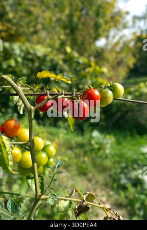 Un vibrante gruppo di pomodori ciliegini matura sulla vite, mostrando una sfumatura di tonalità verde e rossa in mezzo a un lussureggiante fogliame, catturando il ritmo della natura Foto Stock