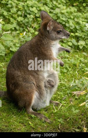 Il wallaby Macropus o Notamacropus rufogriseus di Bennett, il wallaby dal collo rosso, il macropode marsupiale di medie dimensioni, comune in Australia orientale, Tasmania, ne Foto Stock