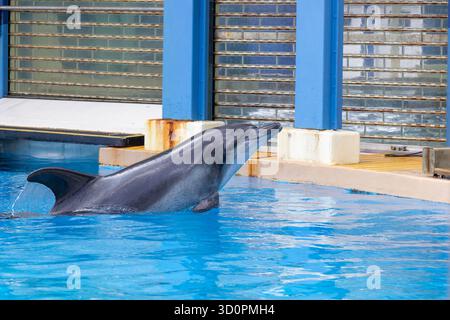 i delfini domestici vengono addestrati e nutriti a hong kong Foto Stock