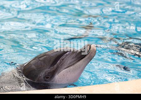 i delfini domestici vengono addestrati e nutriti a hong kong Foto Stock