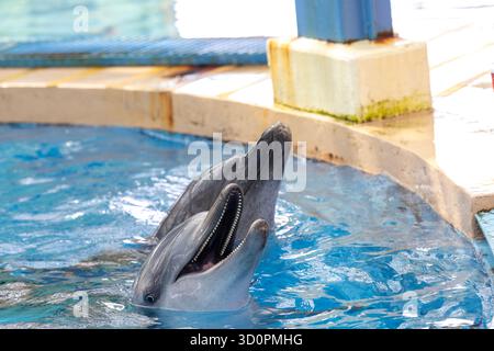 i delfini domestici vengono addestrati e nutriti a hong kong Foto Stock
