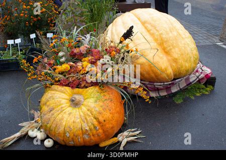 Composizione floreale in un'enorme zucca. Decorazioni autunnali, decorazioni per le vacanze del raccolto. Due zucche giganti alla fiera campestre autunnale. Foto Stock