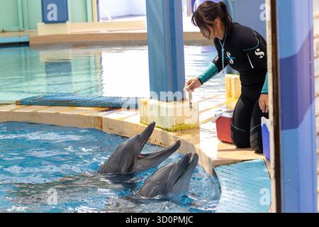 i delfini domestici vengono addestrati e nutriti a hong kong Foto Stock