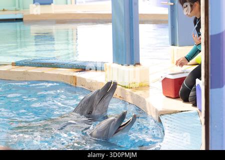 i delfini domestici vengono addestrati e nutriti a hong kong Foto Stock