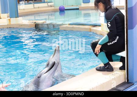 i delfini domestici vengono addestrati e nutriti a hong kong Foto Stock