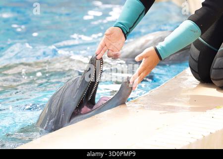 i delfini domestici vengono addestrati e nutriti a hong kong Foto Stock