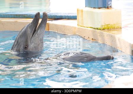 i delfini domestici vengono addestrati e nutriti a hong kong Foto Stock