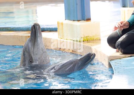 i delfini domestici vengono addestrati e nutriti a hong kong Foto Stock