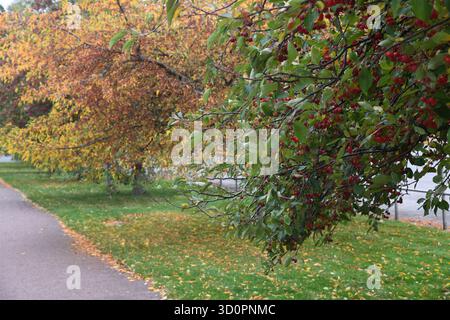 Crab Apple tree Foto Stock