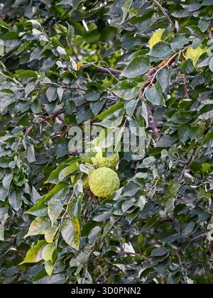 Rami di un'arancia amara, Citrus x aurantium L., con diversi frutti non maturi Foto Stock