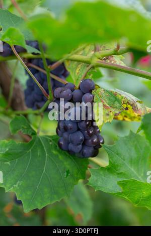 Uva viola sulla vite Foto Stock