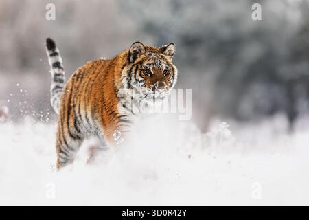 Una giovane tigre siberiana (Panthera tigris altaica) cammina con attenzione attraverso la neve fresca, la sua pelliccia arancione che contrasta con il bianco paesaggio invernale in un Foto Stock
