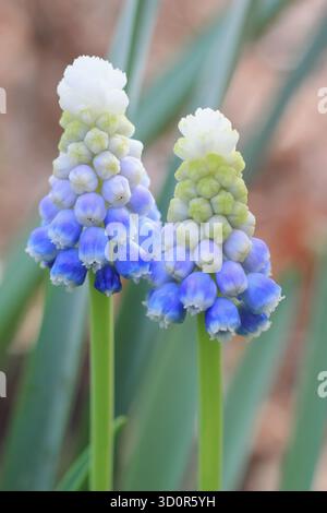 Muscari, signora della montagna. Spike di fiori bianchi e blu densamente composte di Grape Giacinth Mountain Lady Foto Stock