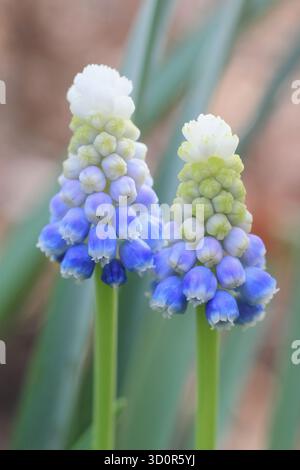 Muscari, signora della montagna. Spike di fiori bianchi e blu densamente composte di Grape Giacinth Mountain Lady Foto Stock