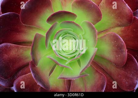 Rosetta di foglie viola e verdi di Eonium "Zwartkop", una succulenta perenne sempreverde chiamata anche Eonium arboreum "Arnold Schwarzkopff" Foto Stock