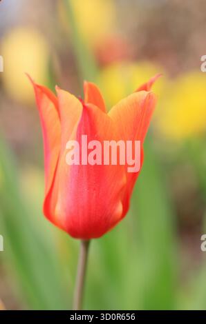 Tulipa Ballerina. Tulip Ballerina, tulipani fioriti di giglio che mostrano caratteristici petali di colore arancione e rosso ad aprile. Regno Unito Foto Stock