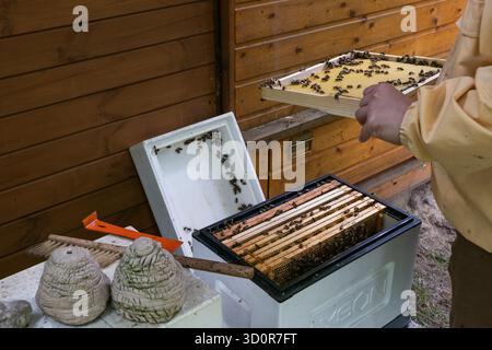 Apicoltore all'alveare aperto con api mellifere che tengono la cornice. Foto Stock